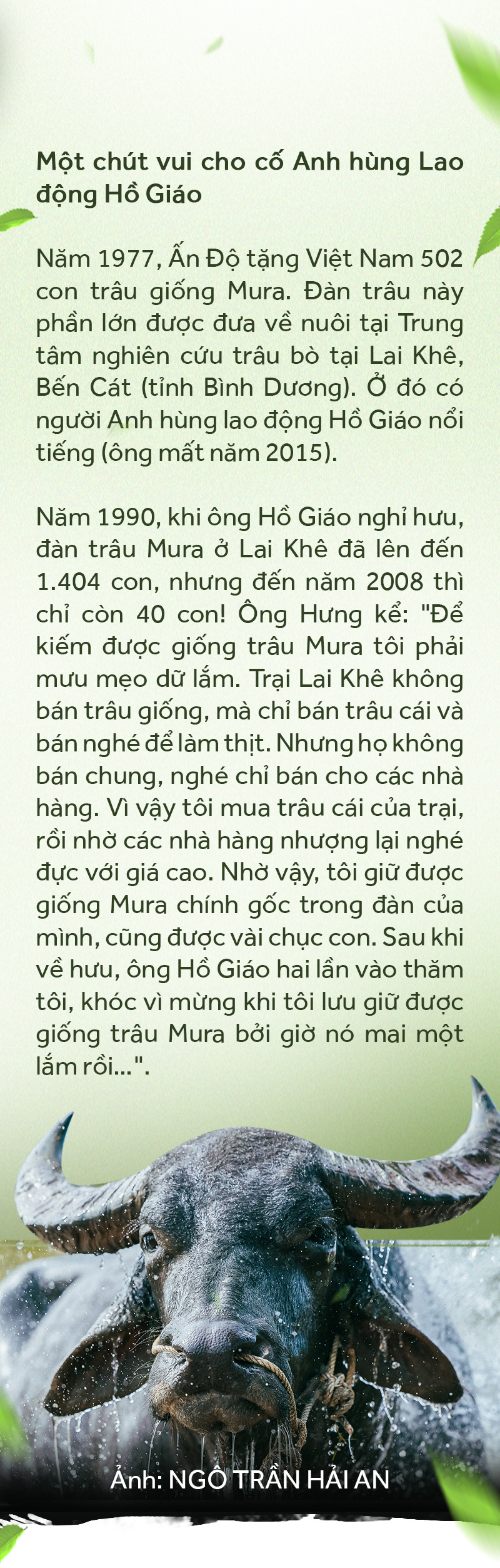 Gặp vua trâu nghe kể chuyện trâu vua - Ảnh 11.