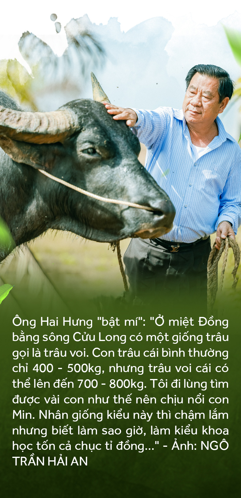 Gặp vua trâu nghe kể chuyện trâu vua - Ảnh 8.