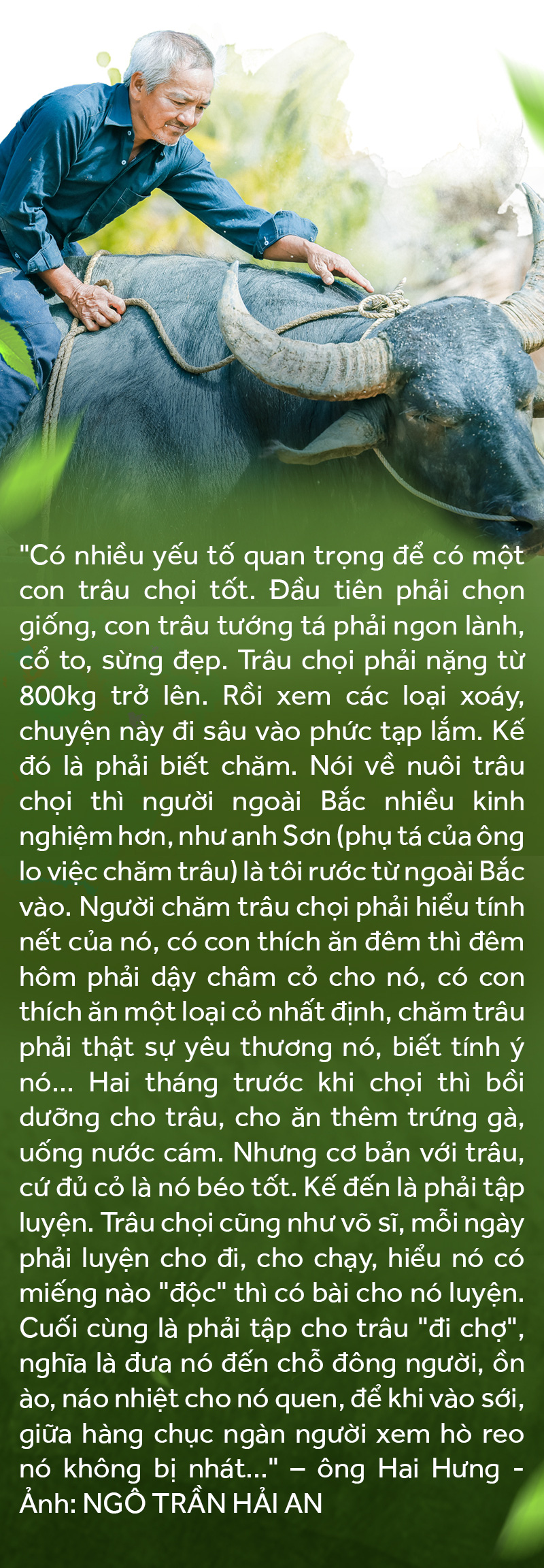 Gặp vua trâu nghe kể chuyện trâu vua - Ảnh 10.
