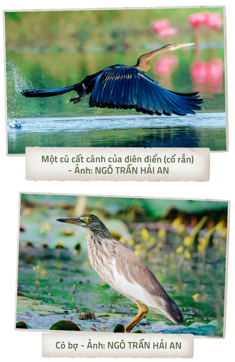 Tràm Chim lại rợp bóng chim - Ảnh 5.