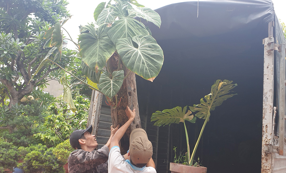 Cây kiểng lá tiền tỉ: Cẩn thận lan đột biến phiên bản mới - Ảnh 1. Cây kiểng lá tiền tỉ: Cẩn thận lan đột biến phiên bản mới - Ảnh 1.