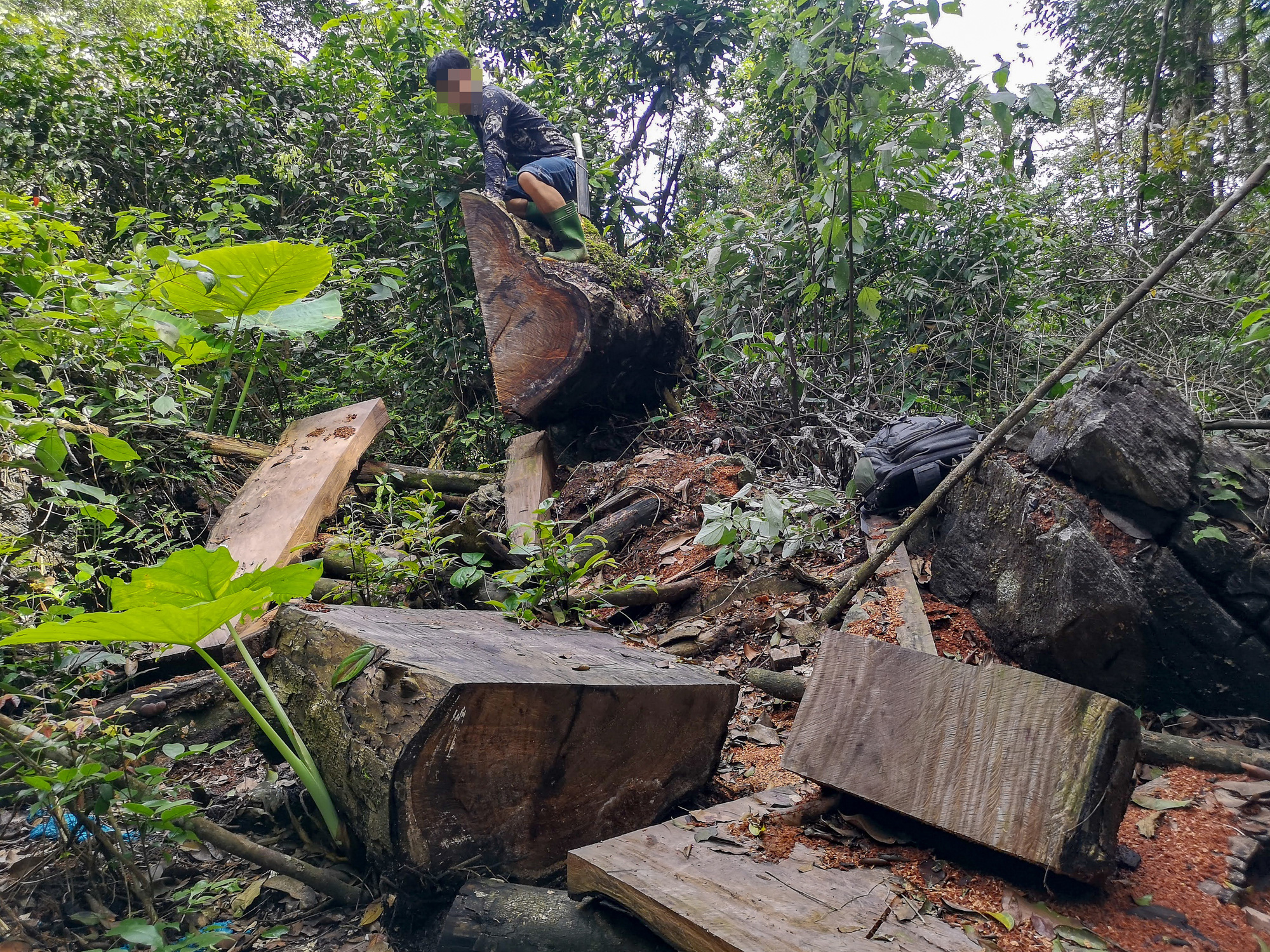 Chảy máu rừng đặc dụng Cham Chu - Cụ nghiến nghìn năm tuổi bị xẻ thịt - Ảnh 1.