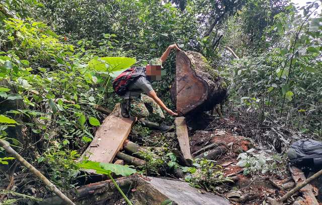 Chảy máu rừng đặc dụng Cham Chu - Cụ nghiến nghìn năm tuổi bị xẻ thịt - Ảnh 2.