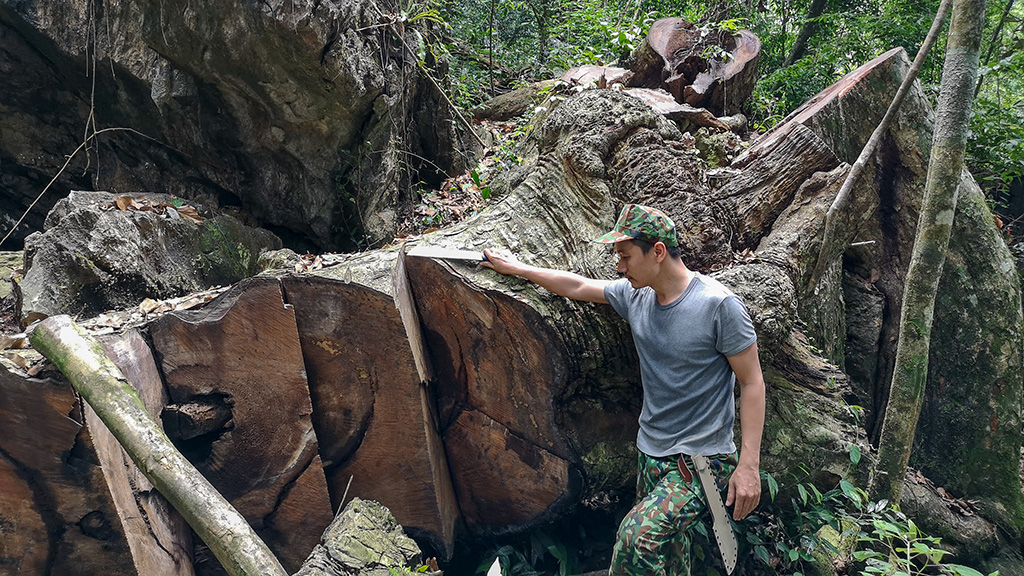 Chảy máu rừng đặc dụng Cham Chu: Tàn sát cổ thụ để lấy nu gỗ - Ảnh 1. Chảy máu rừng đặc dụng Cham Chu: Tàn sát cổ thụ để lấy nu gỗ - Ảnh 1.
