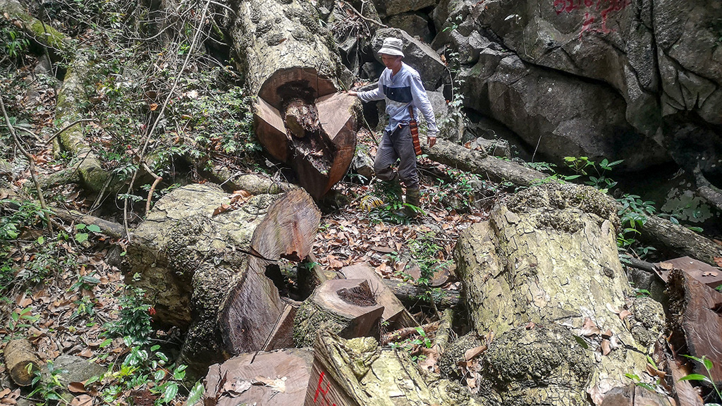 Chảy máu rừng đặc dụng Cham Chu: Tàn sát cổ thụ để lấy nu gỗ - Ảnh 5. Chảy máu rừng đặc dụng Cham Chu: Tàn sát cổ thụ để lấy nu gỗ - Ảnh 5.