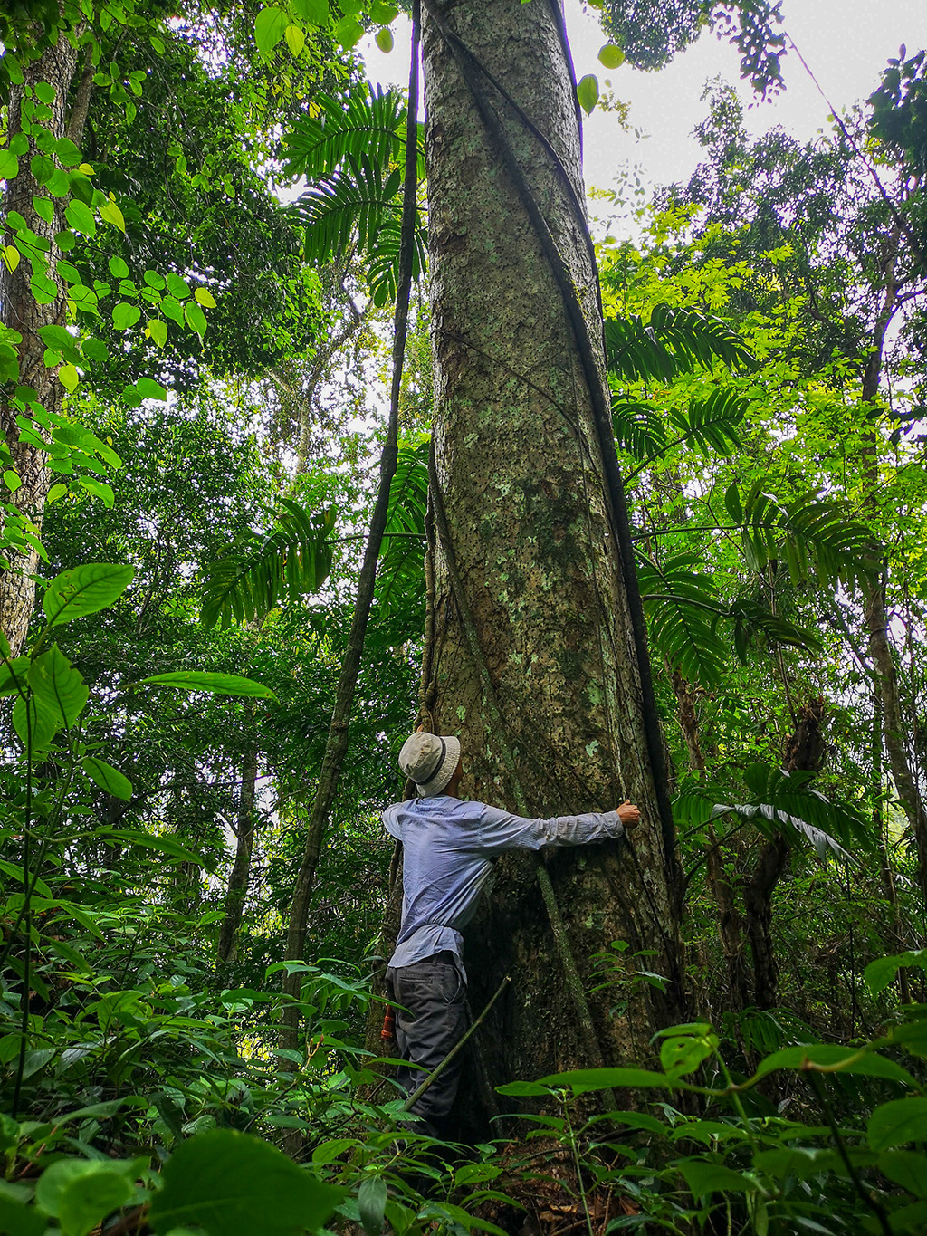 Chảy máu rừng đặc dụng Cham Chu: Tàn sát cổ thụ để lấy nu gỗ - Ảnh 4. Chảy máu rừng đặc dụng Cham Chu: Tàn sát cổ thụ để lấy nu gỗ - Ảnh 4.