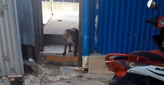 Bị trúng thuốc mê, khỉ đuôi dài chạy mất tăm rồi lại tiếp tục trộm vặt ở quận 8 - Ảnh 2.