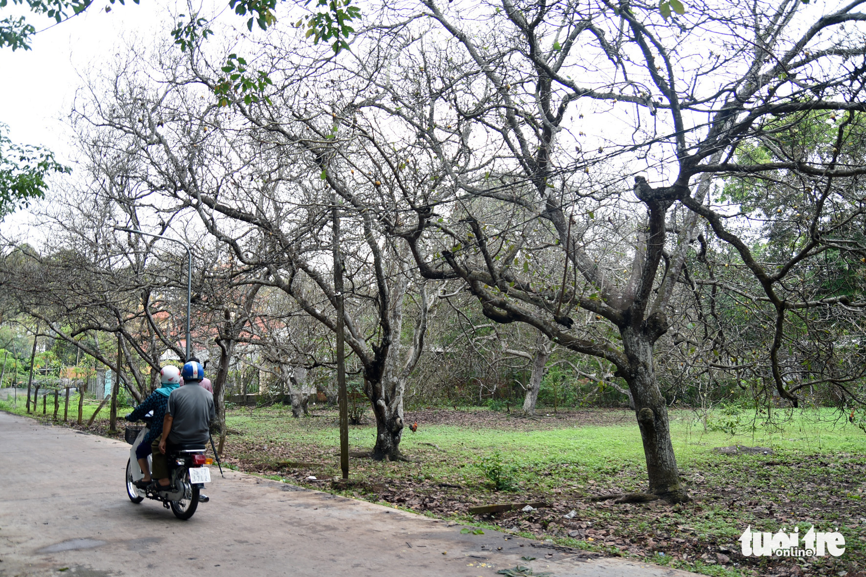 Bọ to hơn hột mít ăn trụi vườn cây ăn trái tại Bình Phước - Ảnh 5.