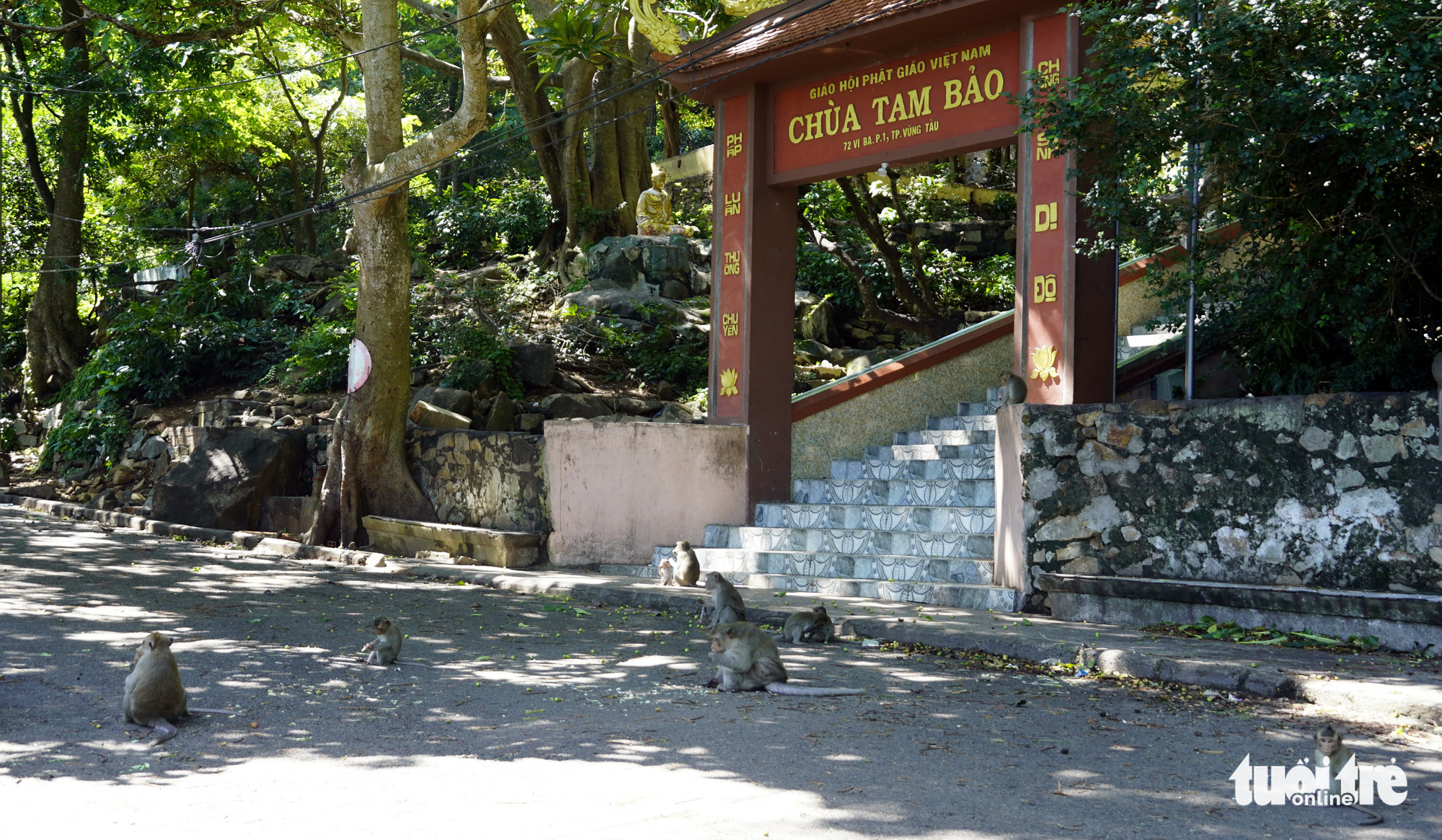 Đói ăn, đàn khỉ Vũng Tàu xuống núi? - Ảnh 3. Đói ăn, đàn khỉ Vũng Tàu xuống núi? - Ảnh 3.