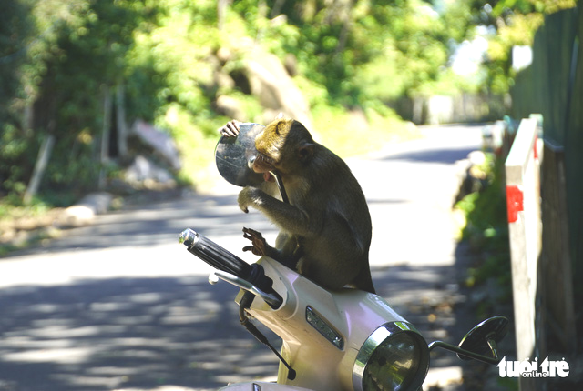 Đói ăn, đàn khỉ Vũng Tàu xuống núi? - Ảnh 6. Đói ăn, đàn khỉ Vũng Tàu xuống núi? - Ảnh 6.
