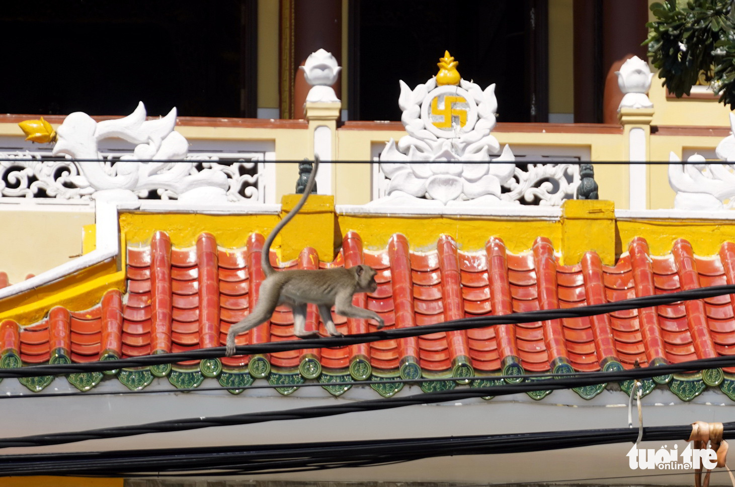 Đói ăn, đàn khỉ Vũng Tàu xuống núi? - Ảnh 4. Đói ăn, đàn khỉ Vũng Tàu xuống núi? - Ảnh 4.