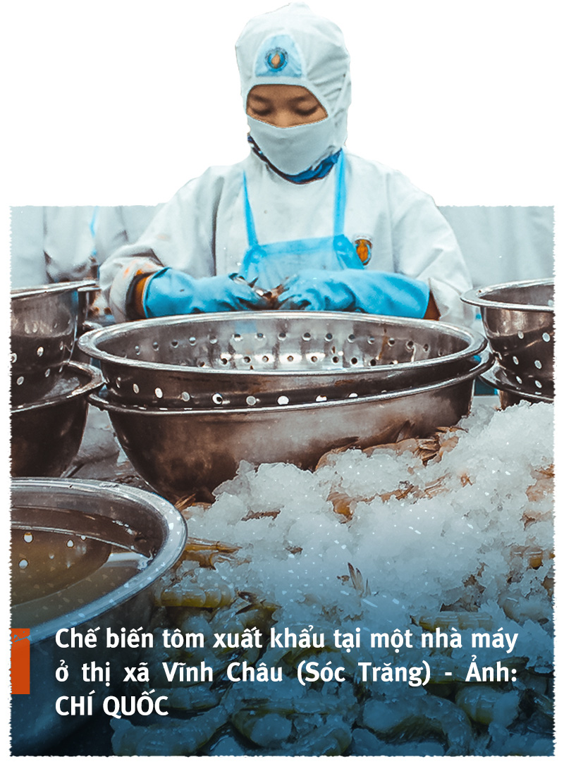 Vượt sóng COVID-19: Thủ phủ tôm Sóc Trăng vào vụ ‘trúng bể tay’ - Ảnh 5.