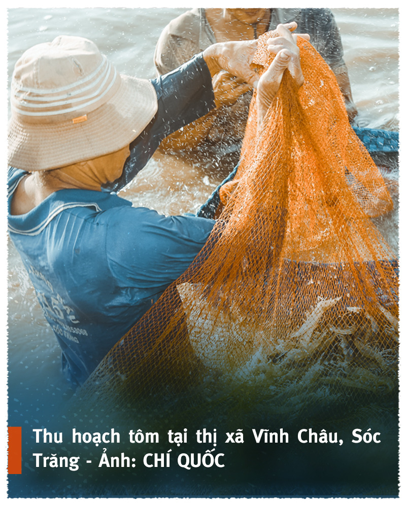 Vượt sóng COVID-19: Thủ phủ tôm Sóc Trăng vào vụ ‘trúng bể tay’ - Ảnh 2.