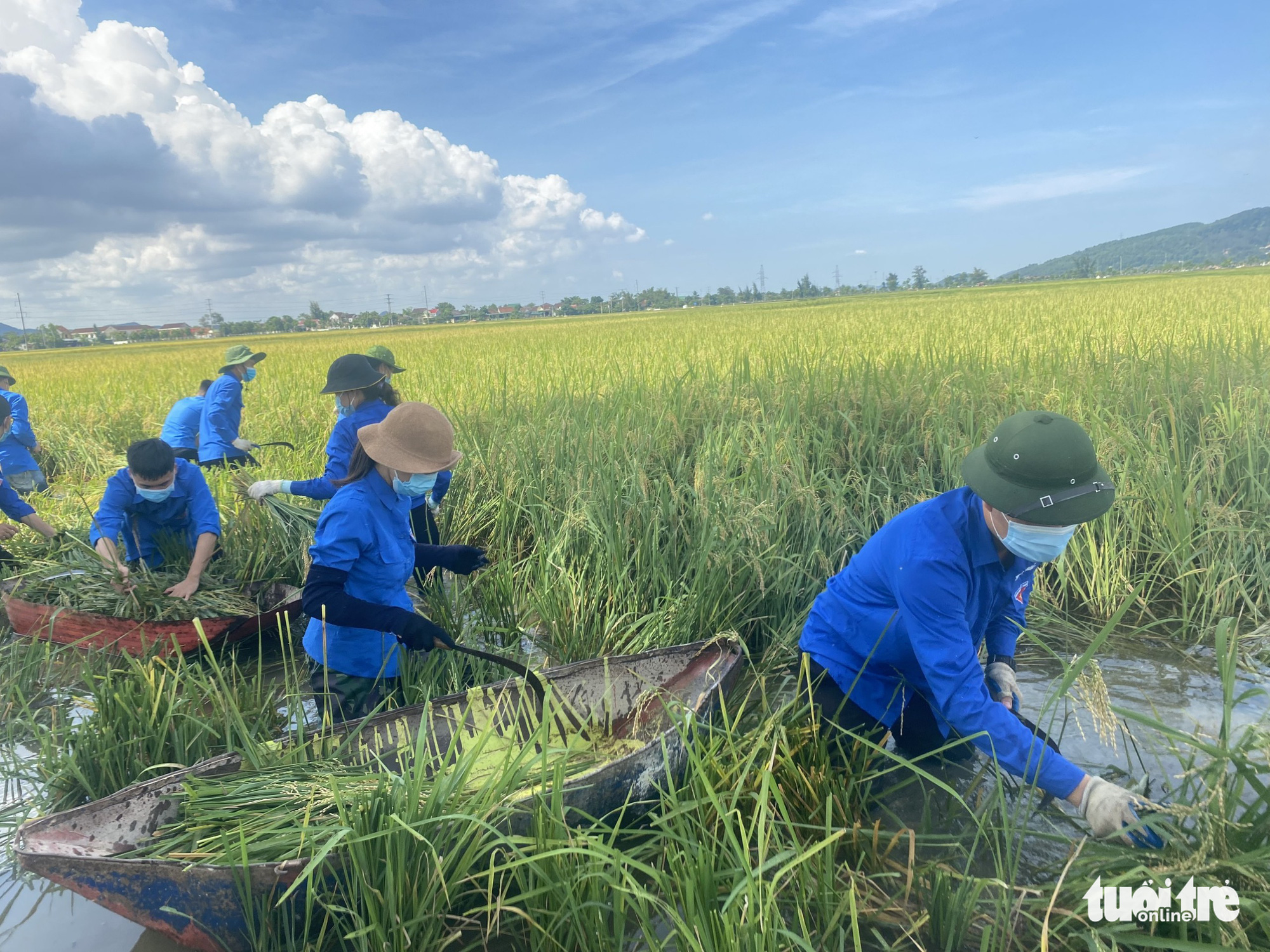 Bộ đội, công an cùng lội ruộng gặt lúa ‘chạy bão’ số 5 giúp dân - Ảnh 3. Bộ đội, công an cùng lội ruộng gặt lúa ‘chạy bão’ số 5 giúp dân - Ảnh 3.