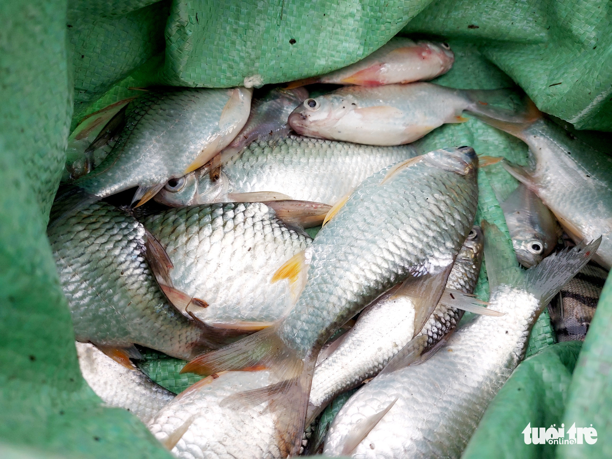 Dân vùng ven Cần Thơ vui mừng thả lưới, câu cá sau 2 tháng ở nhà - Ảnh 2. Dân vùng ven Cần Thơ vui mừng thả lưới, câu cá sau 2 tháng ở nhà - Ảnh 2.