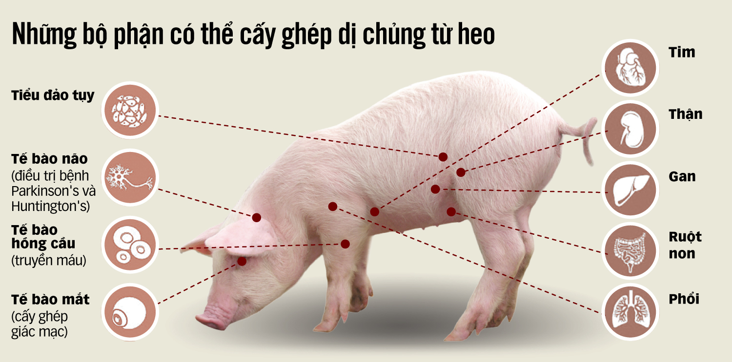 Thêm hy vọng về ghép tạng heo cho người - Ảnh 3.