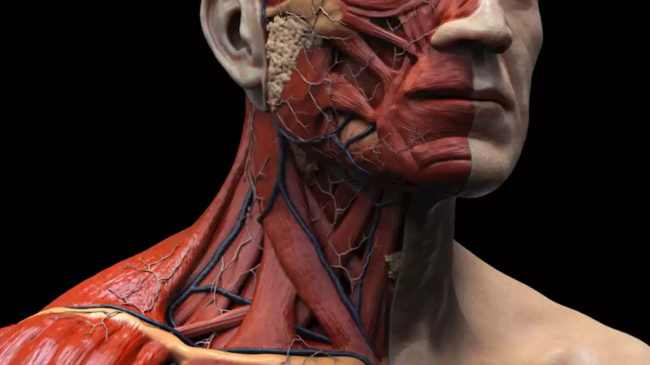 Phát hiện một bộ phận mới trong cơ thể người - Ảnh 1.