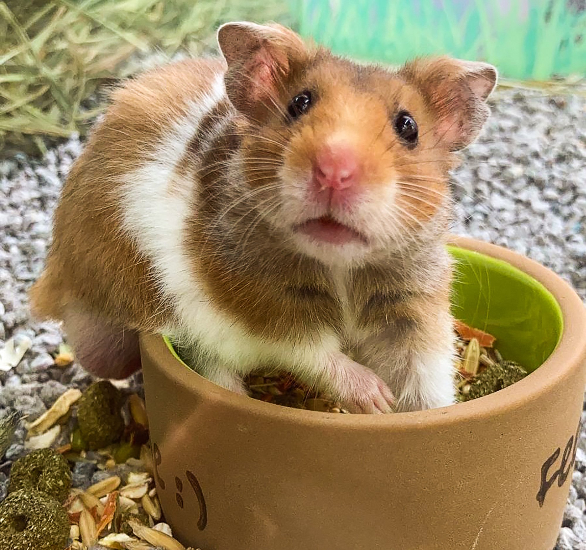 Làn sóng phản đối tiêu hủy hamster gia tăng ở Hong Kong - Ảnh 1. Làn sóng phản đối tiêu hủy hamster gia tăng ở Hong Kong - Ảnh 1.