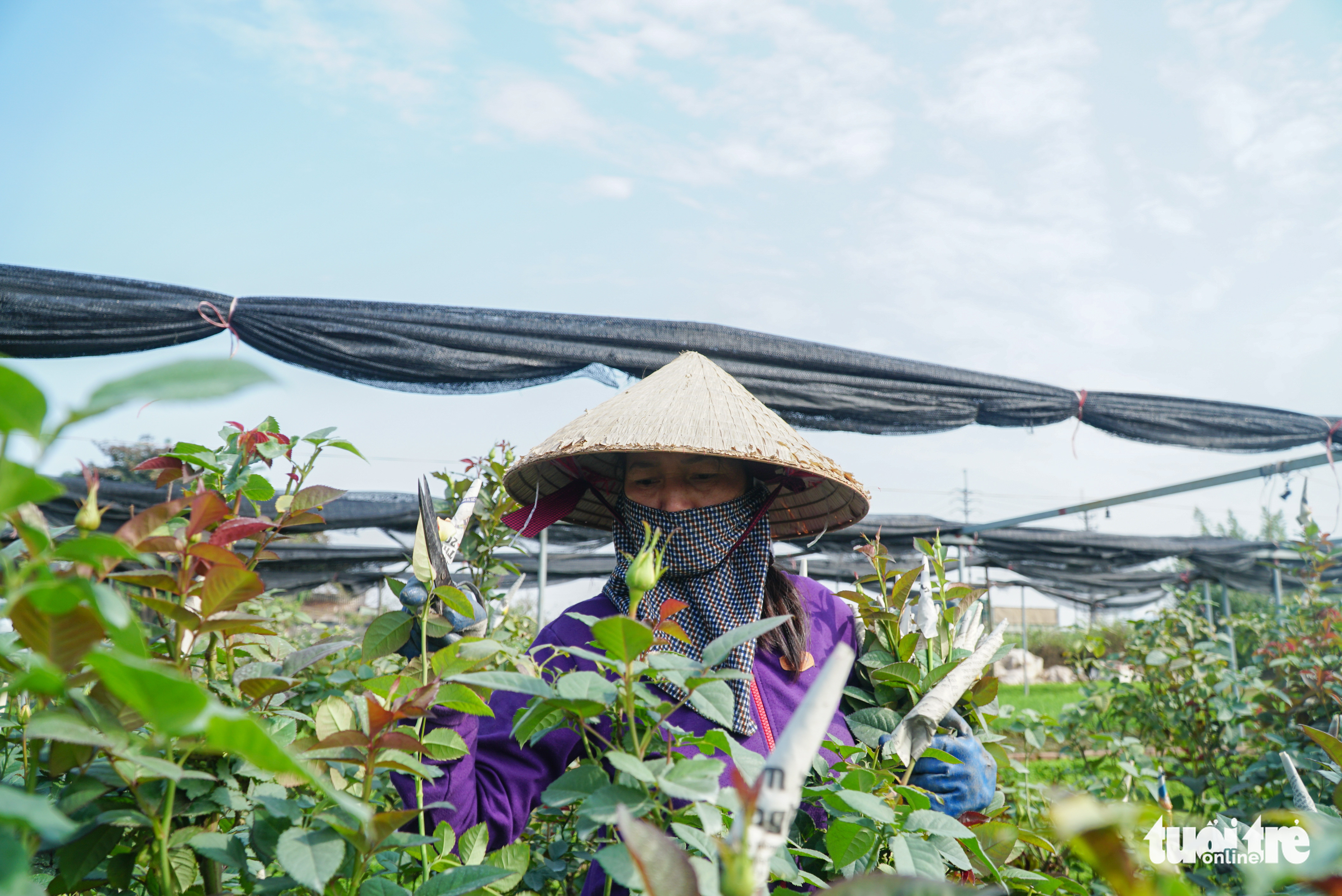 Hoa Tết được giá, người dân làng hoa Tây Tựu, Hà Nội phấn khởi - Ảnh 8. Hoa Tết được giá, người dân làng hoa Tây Tựu, Hà Nội phấn khởi - Ảnh 8.