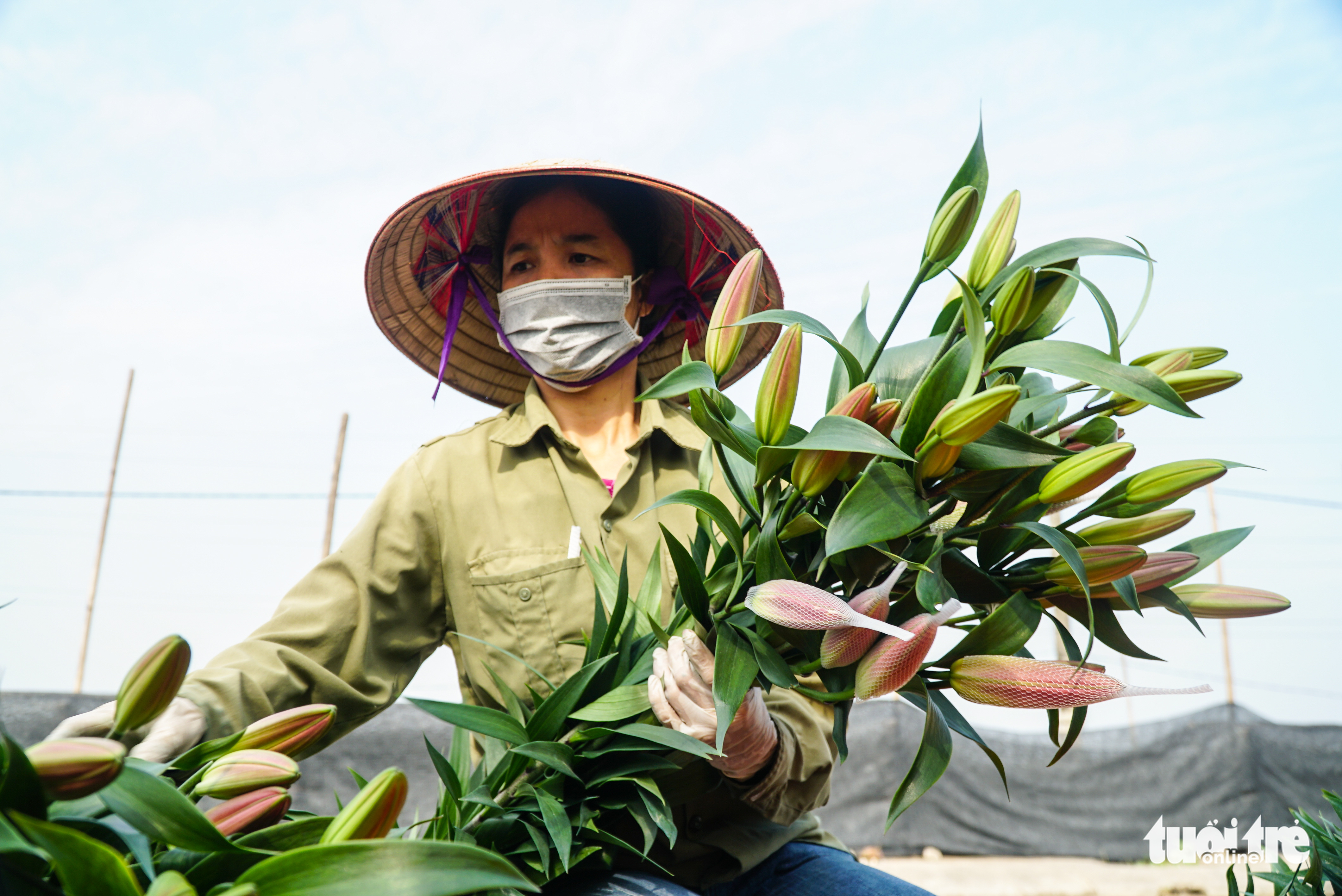 Hoa Tết được giá, người dân làng hoa Tây Tựu, Hà Nội phấn khởi - Ảnh 5. Hoa Tết được giá, người dân làng hoa Tây Tựu, Hà Nội phấn khởi - Ảnh 5.