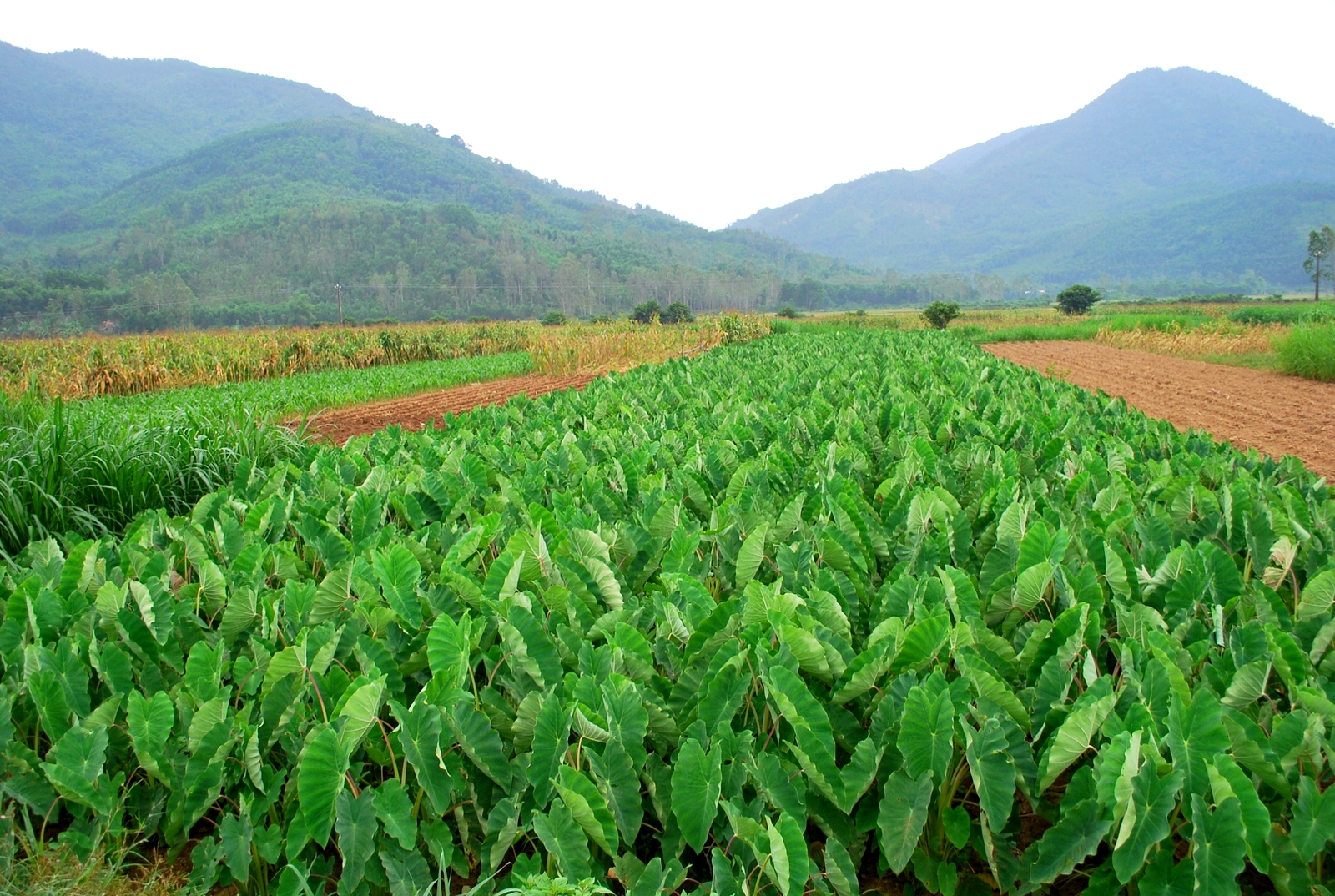 Cuối năm ăn trả canh môn... - Ảnh 5. Cuối năm ăn trả canh môn... - Ảnh 5.