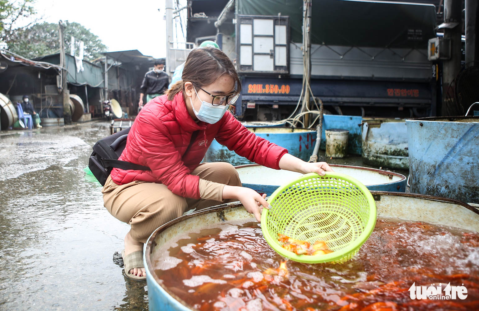 Cá chép cõng ông Công ông Táo đẹp mã, nhiều người mua sớm để có cá tuyệt phẩm - Ảnh 7. Cá chép cõng ông Công ông Táo đẹp mã, nhiều người mua sớm để có cá tuyệt phẩm - Ảnh 7.