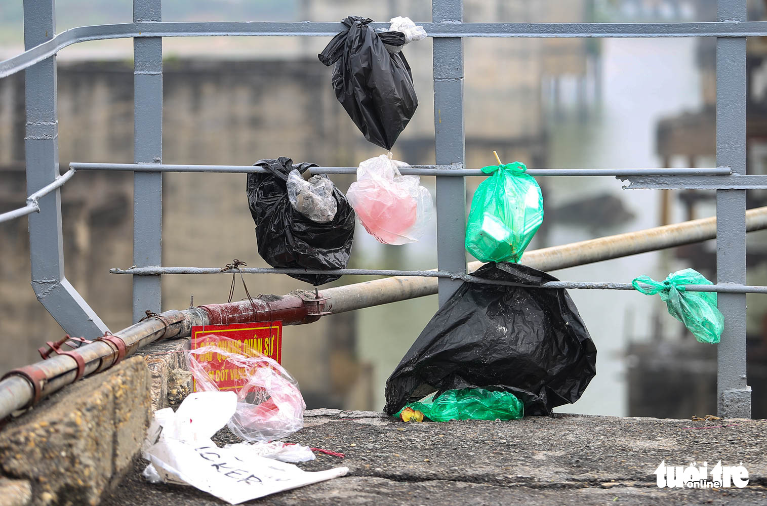 Cá chép cõng ông Công ông Táo đẹp mã, nhiều người mua sớm để có cá tuyệt phẩm - Ảnh 9. Cá chép cõng ông Công ông Táo đẹp mã, nhiều người mua sớm để có cá tuyệt phẩm - Ảnh 9.