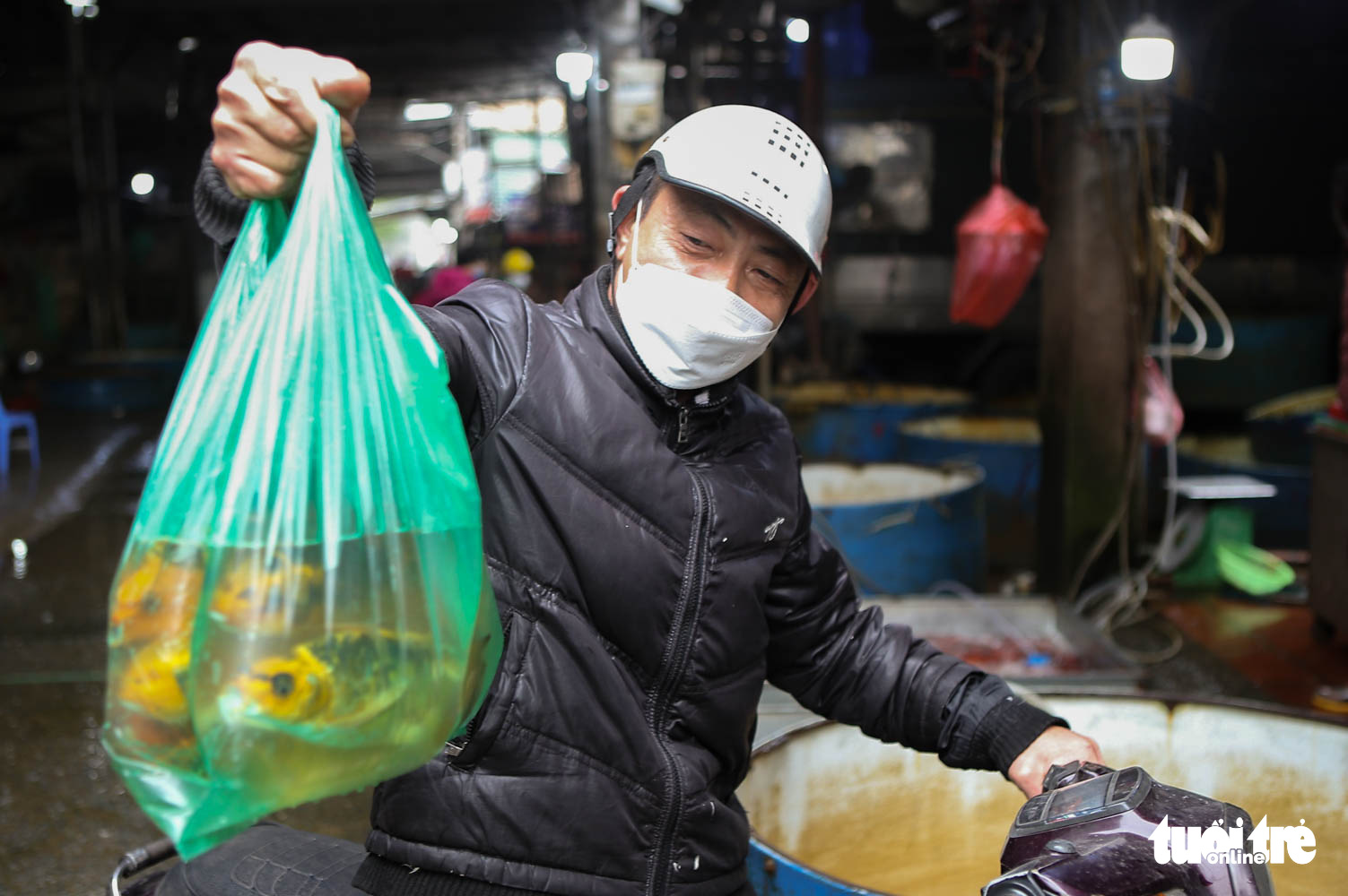 Cá chép cõng ông Công ông Táo đẹp mã, nhiều người mua sớm để có cá tuyệt phẩm - Ảnh 6. Cá chép cõng ông Công ông Táo đẹp mã, nhiều người mua sớm để có cá tuyệt phẩm - Ảnh 6.
