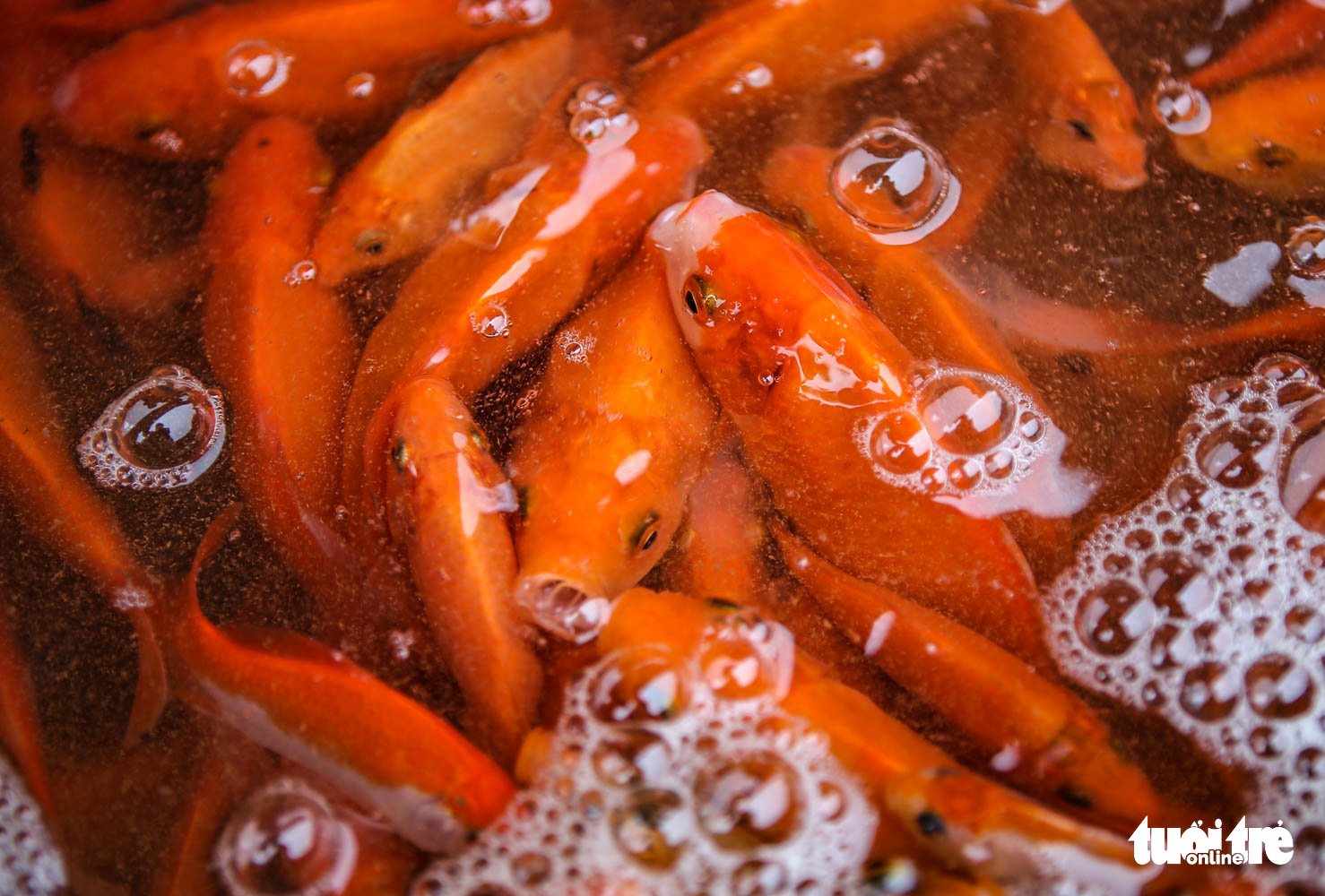 Cá chép cõng ông Công ông Táo đẹp mã, nhiều người mua sớm để có cá tuyệt phẩm - Ảnh 3. Cá chép cõng ông Công ông Táo đẹp mã, nhiều người mua sớm để có cá tuyệt phẩm - Ảnh 3.