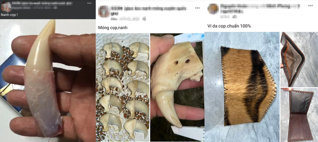 Vô tư chào bán nanh, móng, da... hổ ngày cận Tết - Ảnh 5. Vô tư chào bán nanh, móng, da... hổ ngày cận Tết - Ảnh 5.