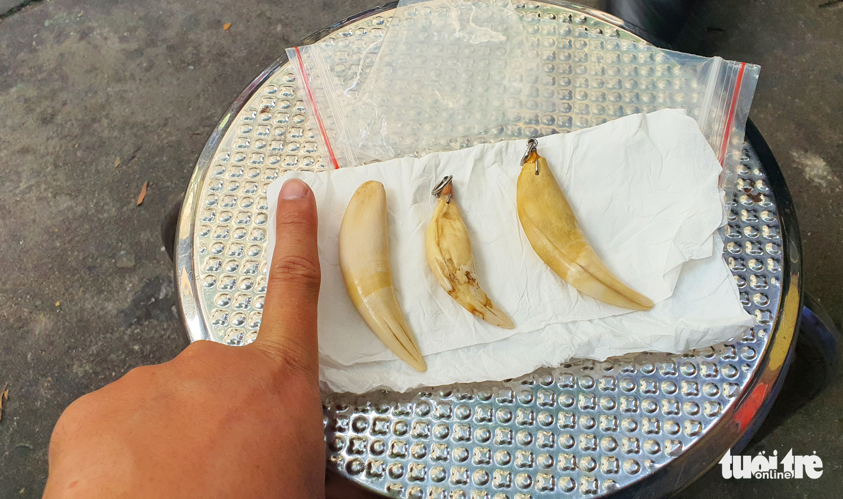 Vô tư chào bán nanh, móng, da... hổ ngày cận Tết - Ảnh 1. Vô tư chào bán nanh, móng, da... hổ ngày cận Tết - Ảnh 1.