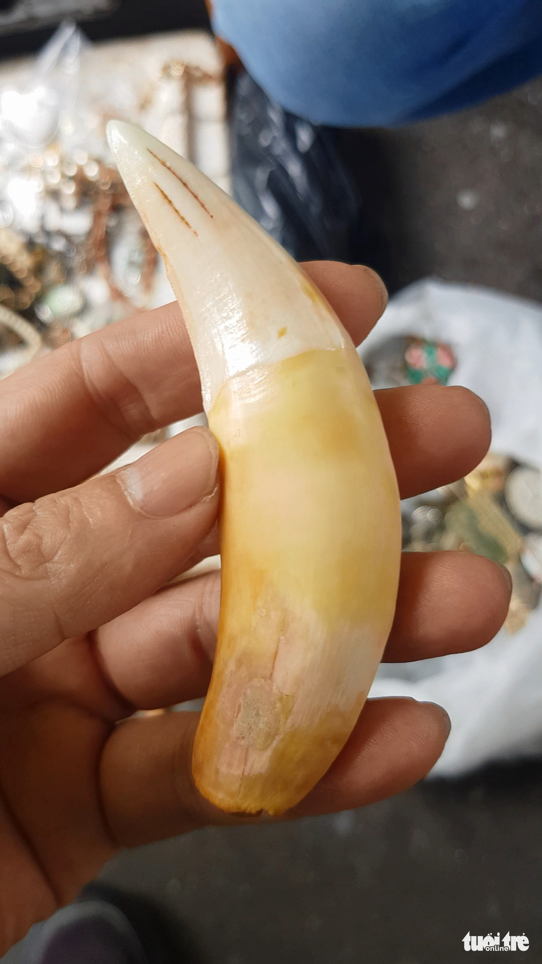 Vô tư chào bán nanh, móng, da... hổ ngày cận Tết - Ảnh 8. Vô tư chào bán nanh, móng, da... hổ ngày cận Tết - Ảnh 8.