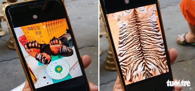 Vô tư chào bán nanh, móng, da... hổ ngày cận Tết - Ảnh 4. Vô tư chào bán nanh, móng, da... hổ ngày cận Tết - Ảnh 4.