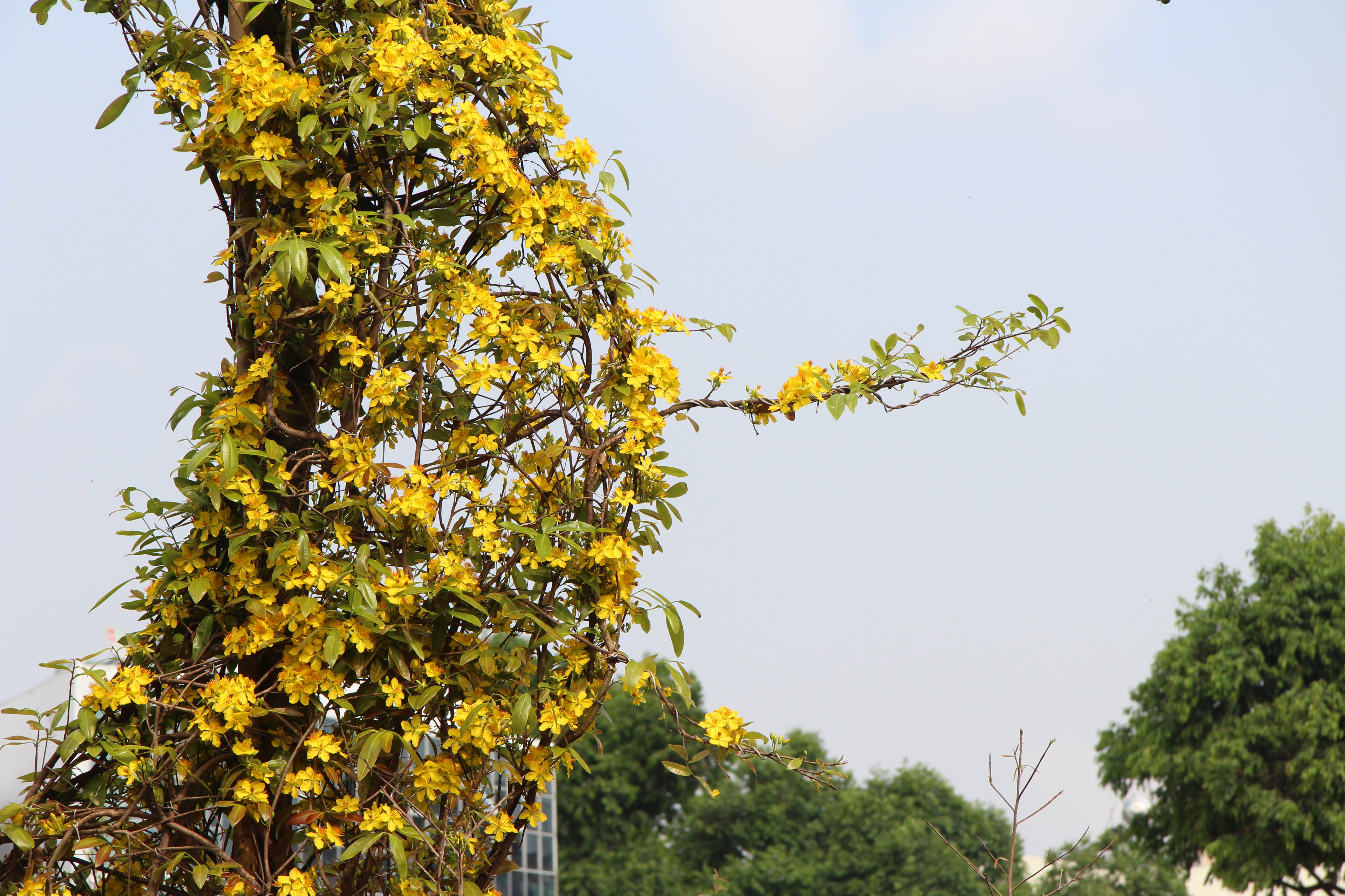 Cây mai vàng hình chữ S - Ảnh 3. Cây mai vàng hình chữ S - Ảnh 3.