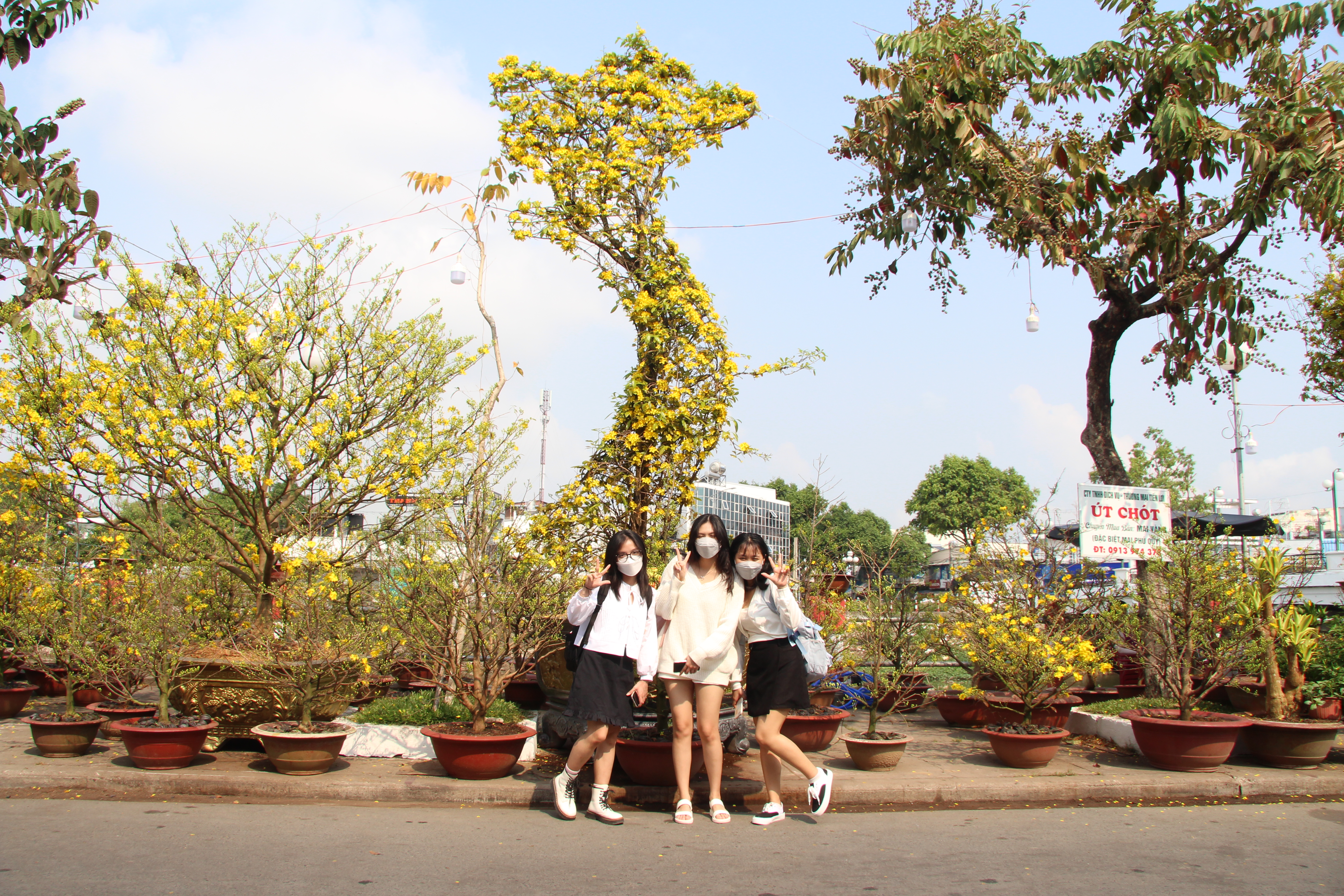 Cây mai vàng hình chữ S - Ảnh 1. Cây mai vàng hình chữ S - Ảnh 1.