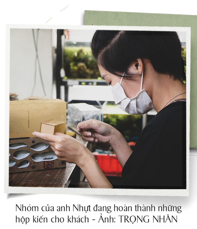Trào lưu nuôi kiến kiểng - Ảnh 2.