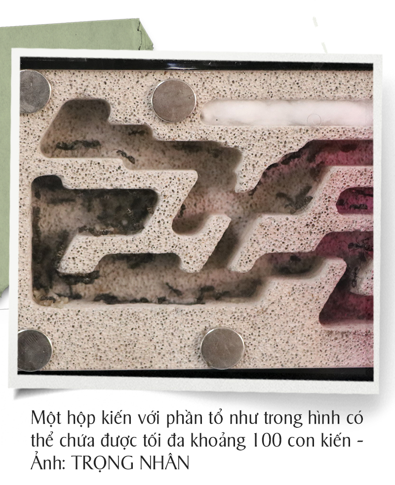 Trào lưu nuôi kiến kiểng - Ảnh 8.