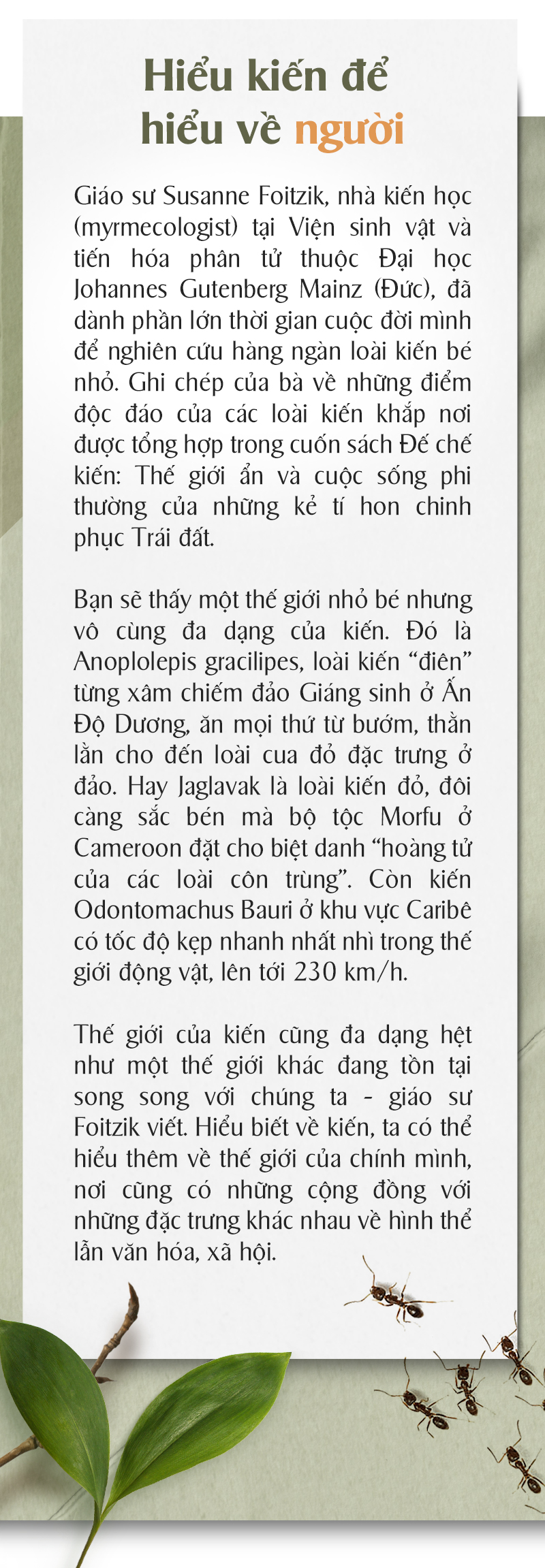 Trào lưu nuôi kiến kiểng - Ảnh 6.