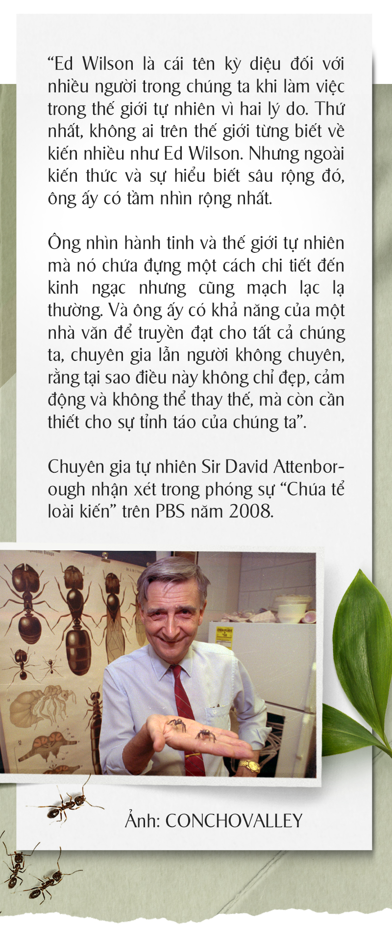 Trào lưu nuôi kiến kiểng - Ảnh 14.