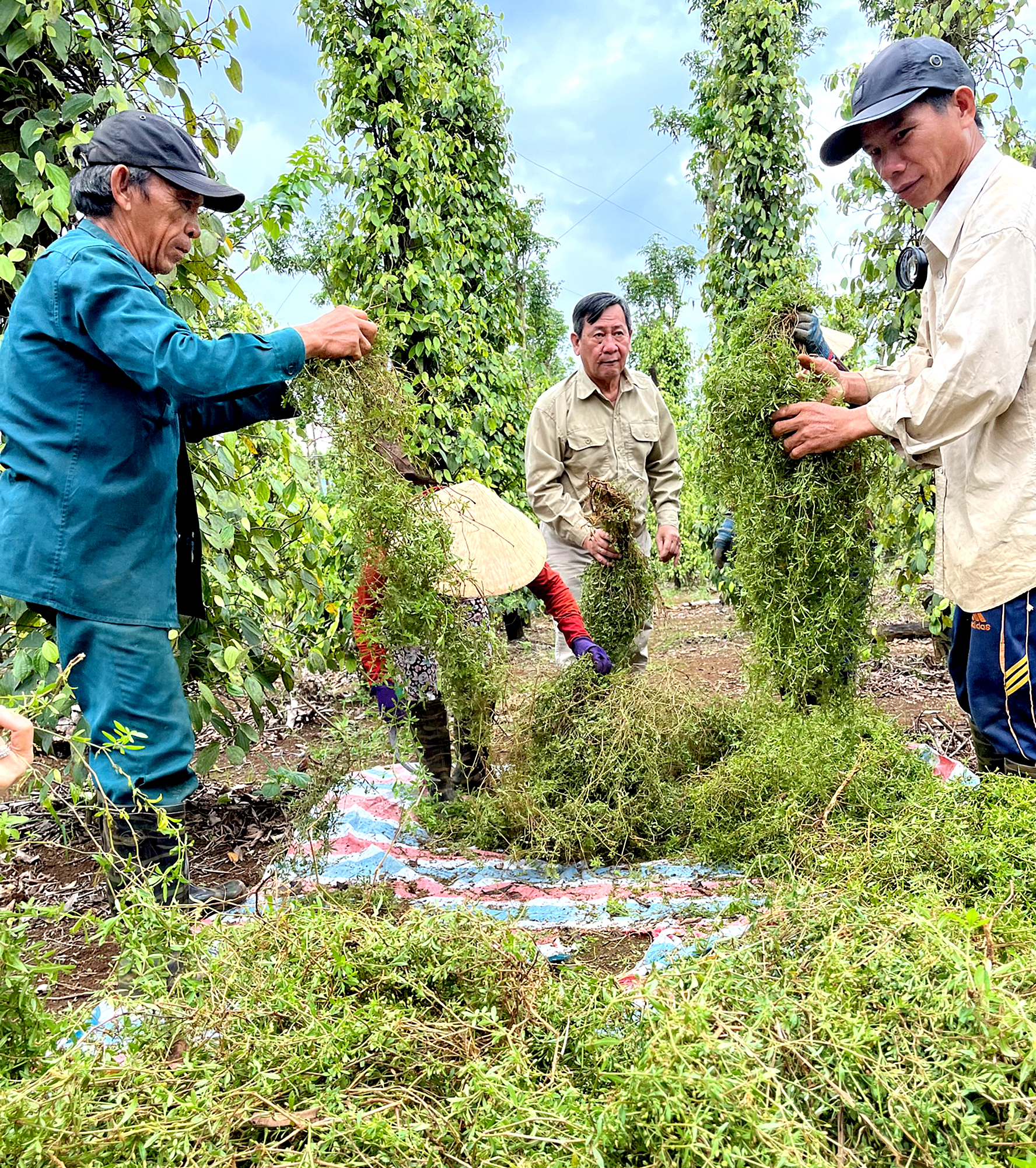 Đi tìm tinh hoa của đất trời - Ảnh 5.