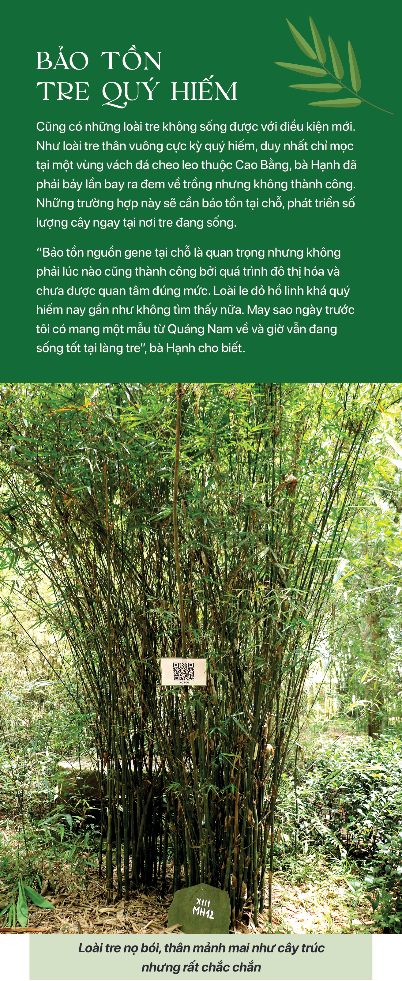 Giữ nguồn gene cho mai sau - Ảnh 19.