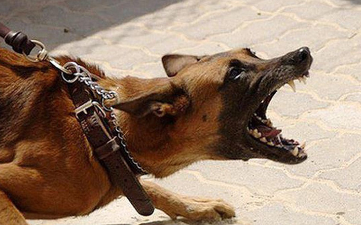 Công an 'đột kích' cơ sở giết mổ 29 con chó không rõ nguồn gốc rạng sáng - Ảnh 2.