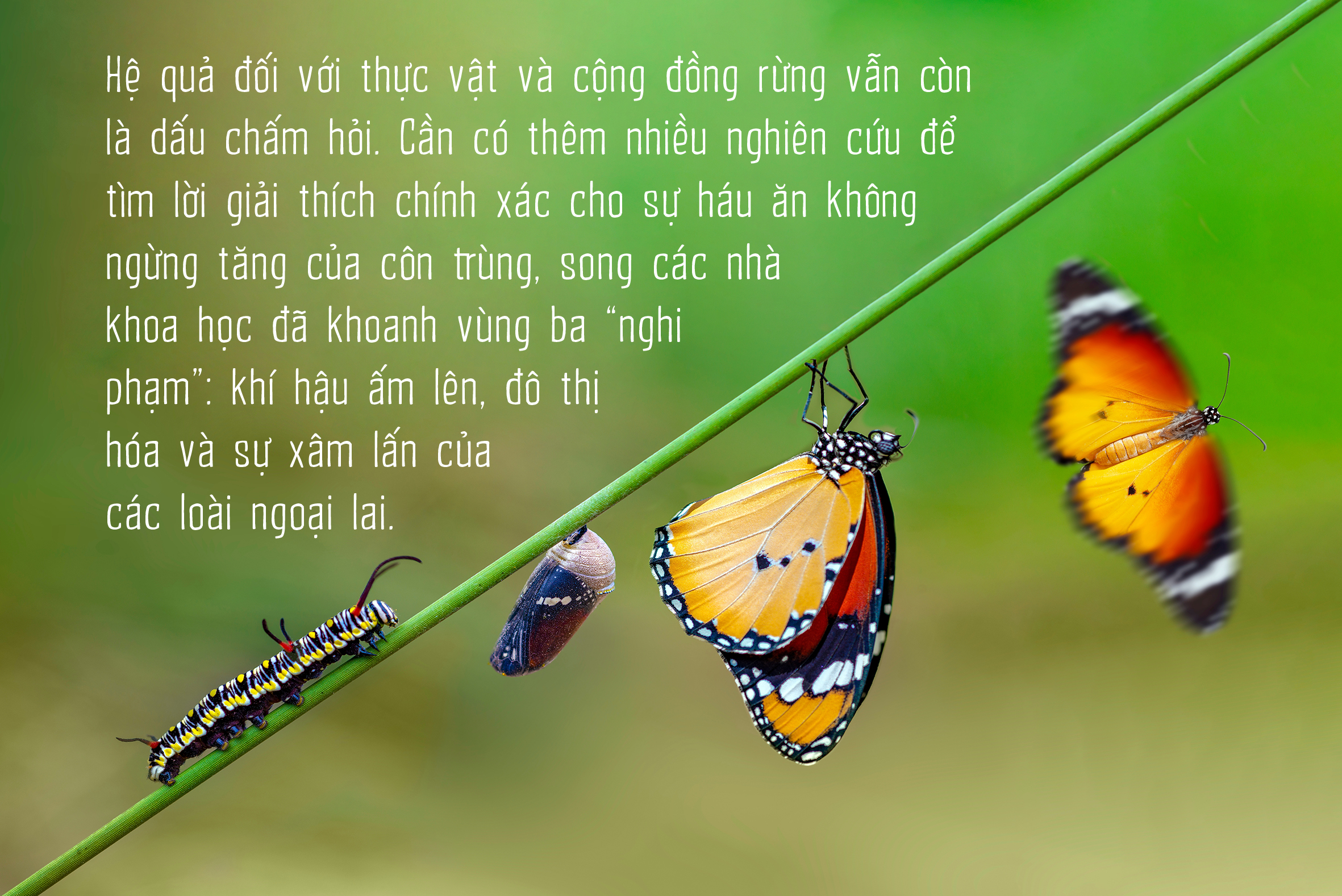 Côn trùng và tam tai của cỏ cây - Ảnh 3.