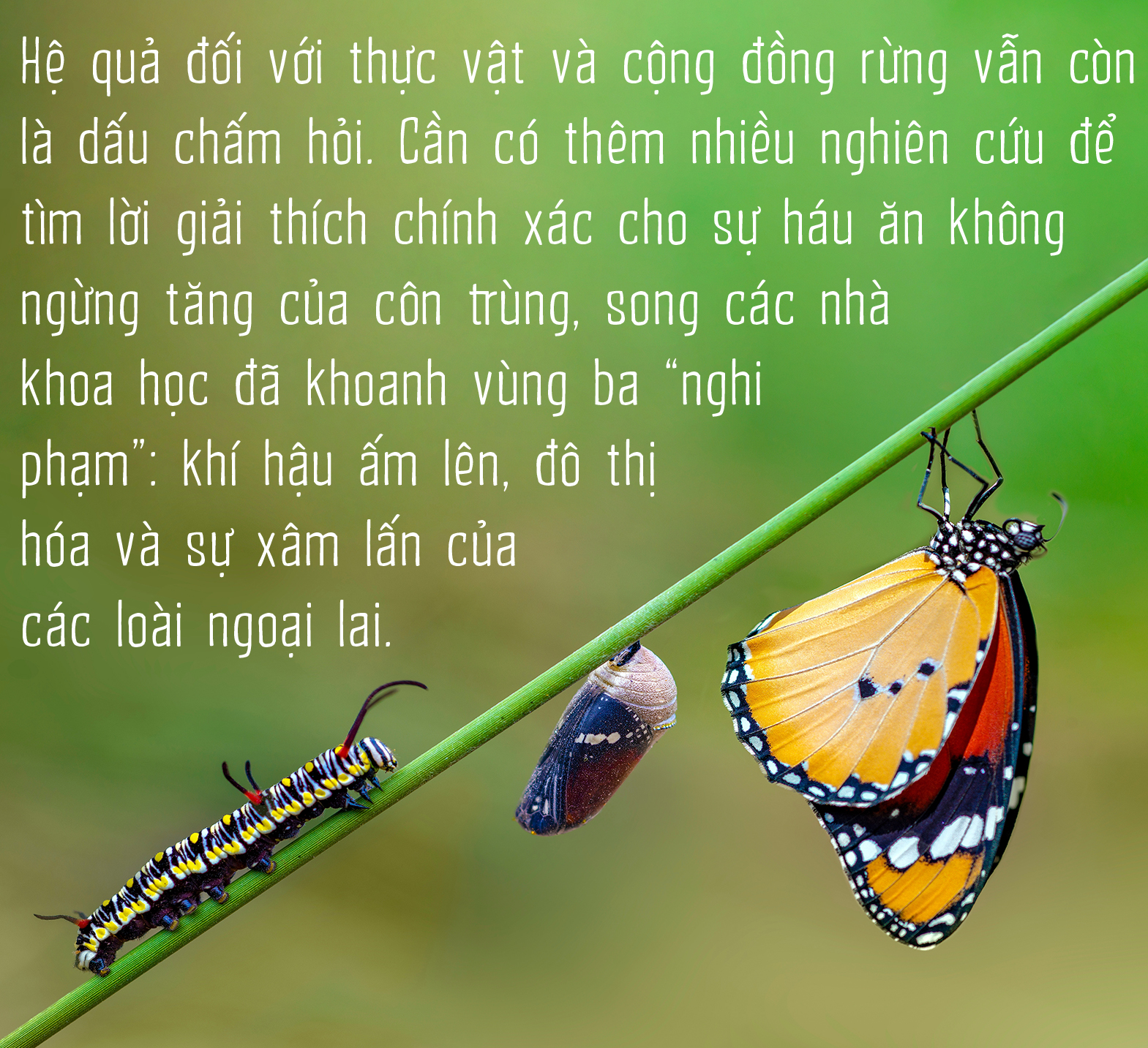 Côn trùng và tam tai của cỏ cây - Ảnh 3.