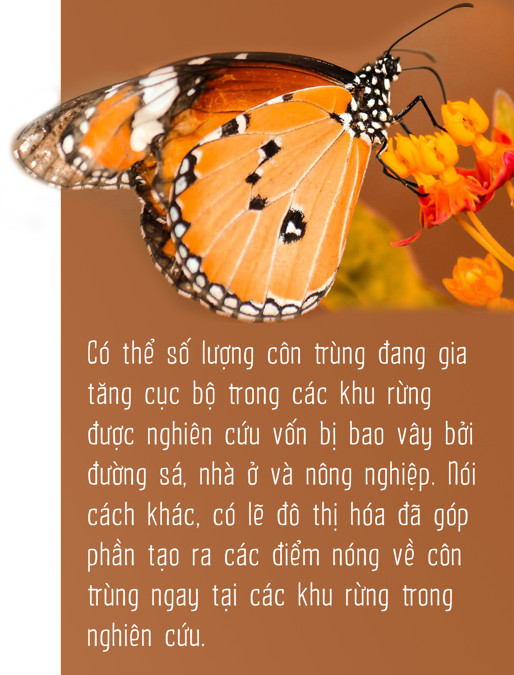 Côn trùng và tam tai của cỏ cây - Ảnh 5.