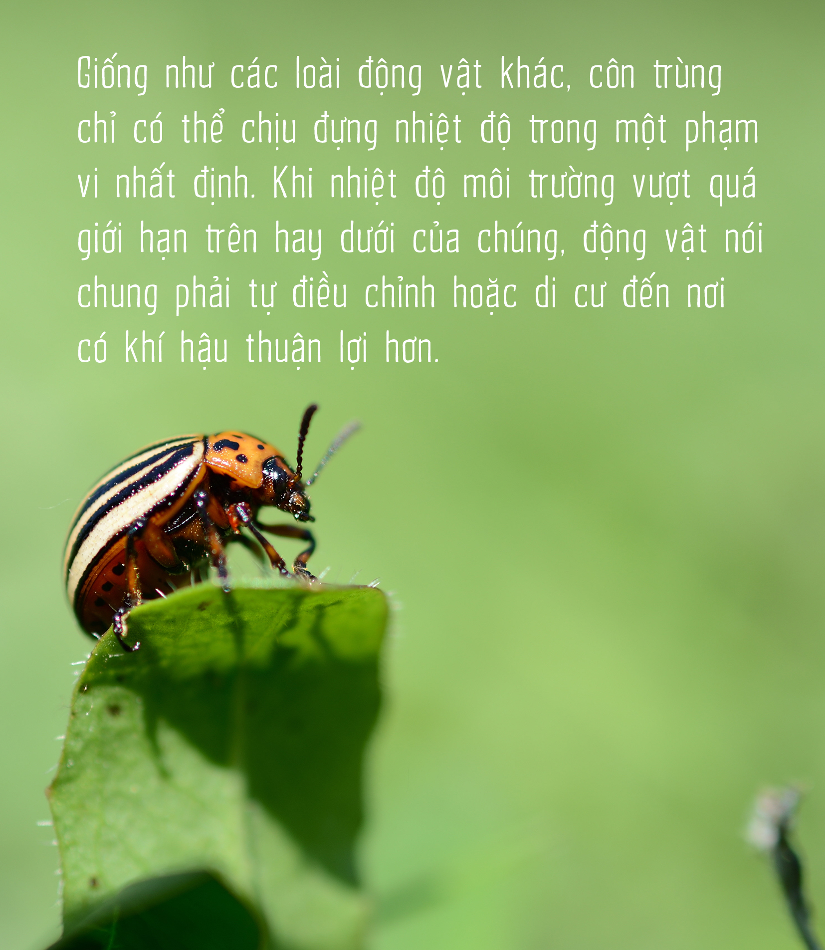 Côn trùng và tam tai của cỏ cây - Ảnh 8.