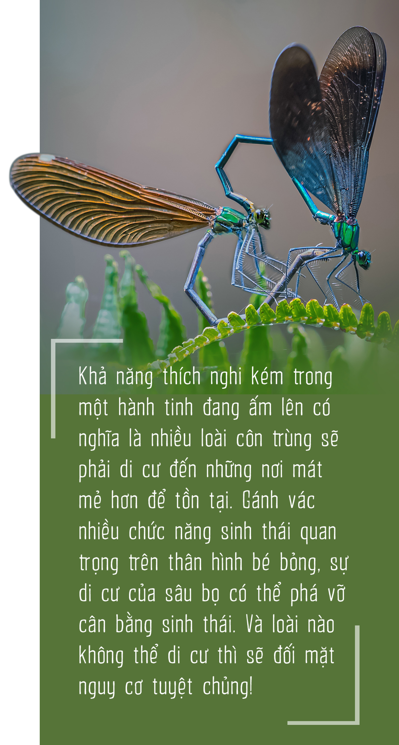 Côn trùng và tam tai của cỏ cây - Ảnh 9.