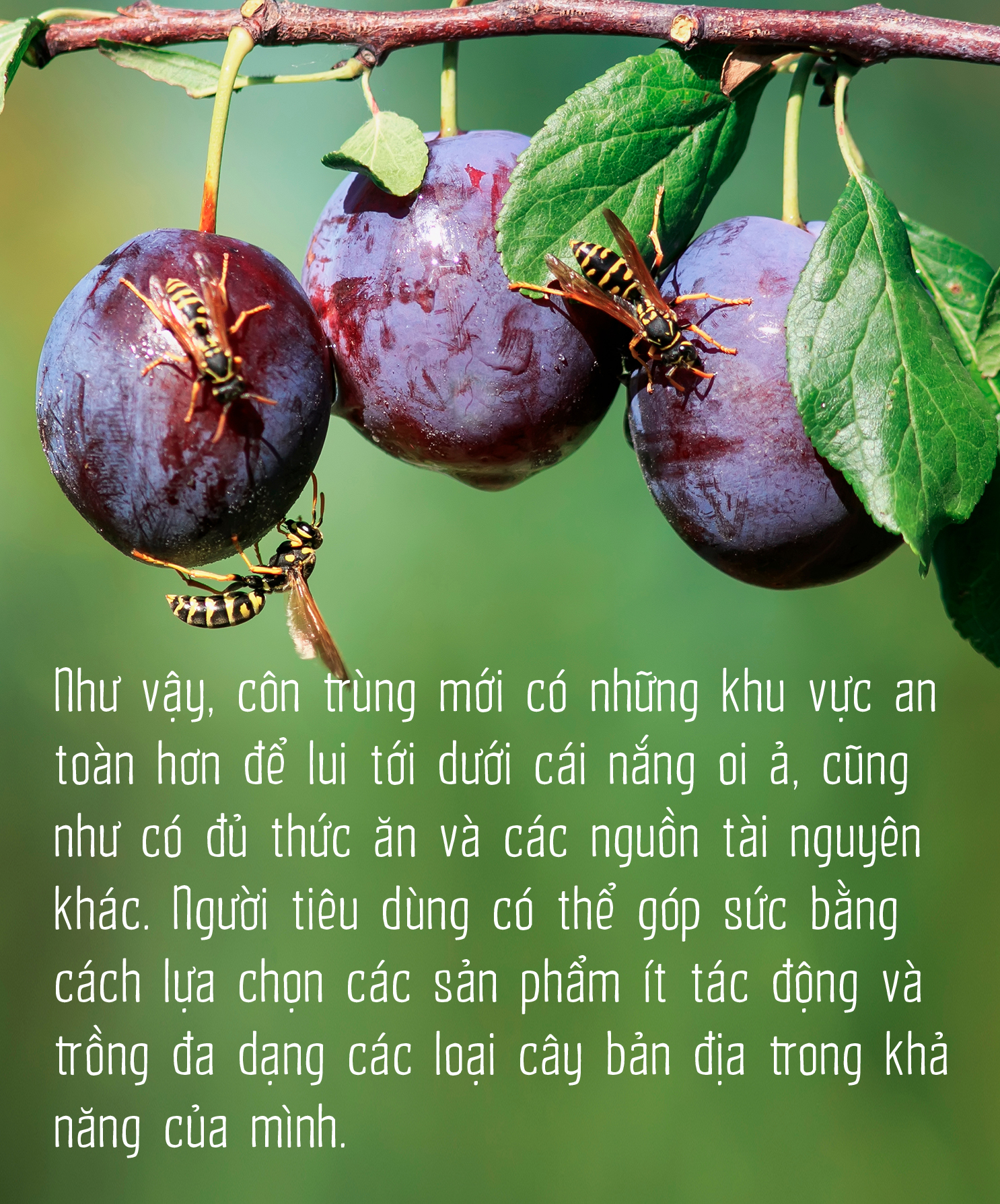 Côn trùng và tam tai của cỏ cây - Ảnh 10.