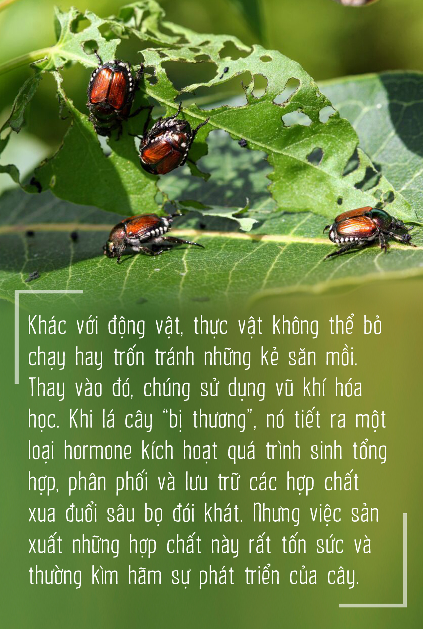 Côn trùng và tam tai của cỏ cây - Ảnh 12.