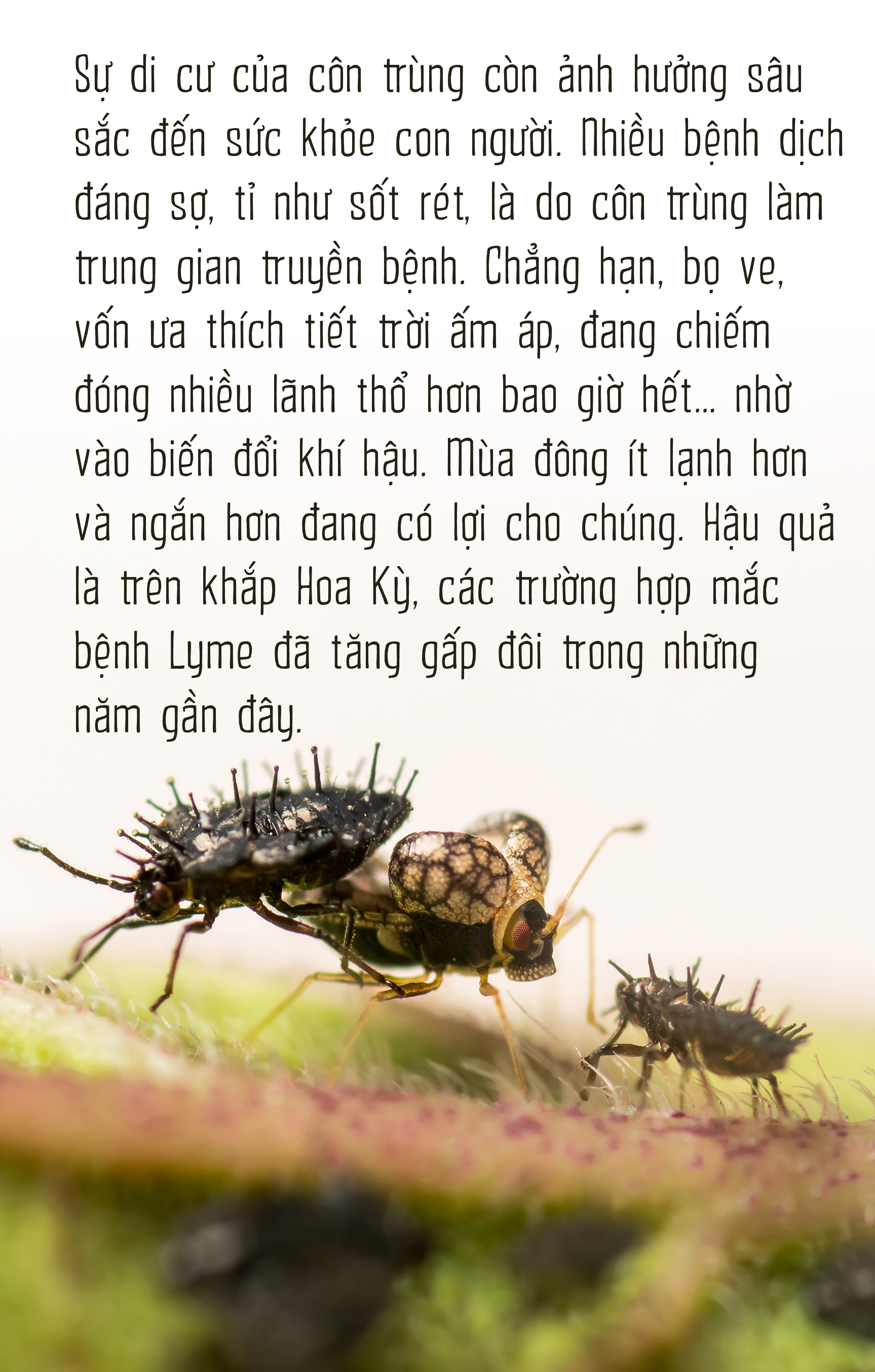 Côn trùng và tam tai của cỏ cây - Ảnh 14.